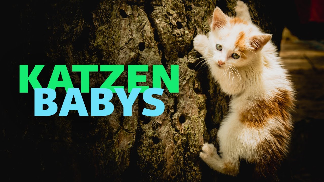 Katzenbabys (komplette Doku &uuml;ber Katzen | Natur Doku | Haustier Doku | junge Katzen aufziehen)