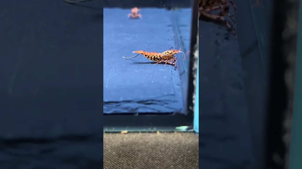 Wyniki The German international Shrimp Contest 2025