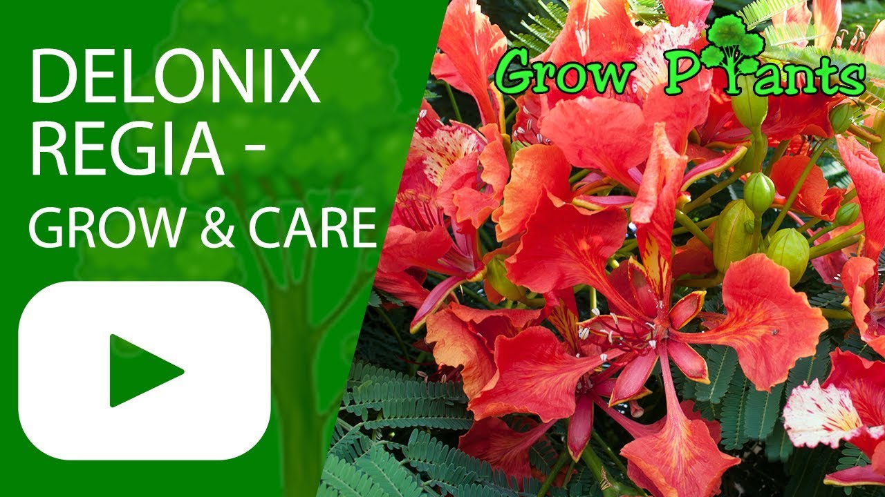 Delonix regia - growing & care