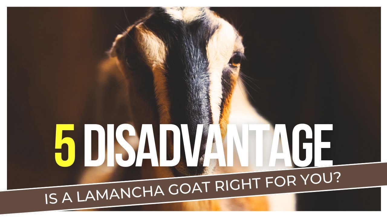 Lamancha Goat Disadvantages | Are They Right for You?