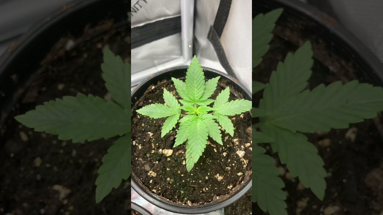 Archive Seed Bank &ndash; Candied  Grapes(Grape Pie x MoonBow (Zkittles x Dosidos))