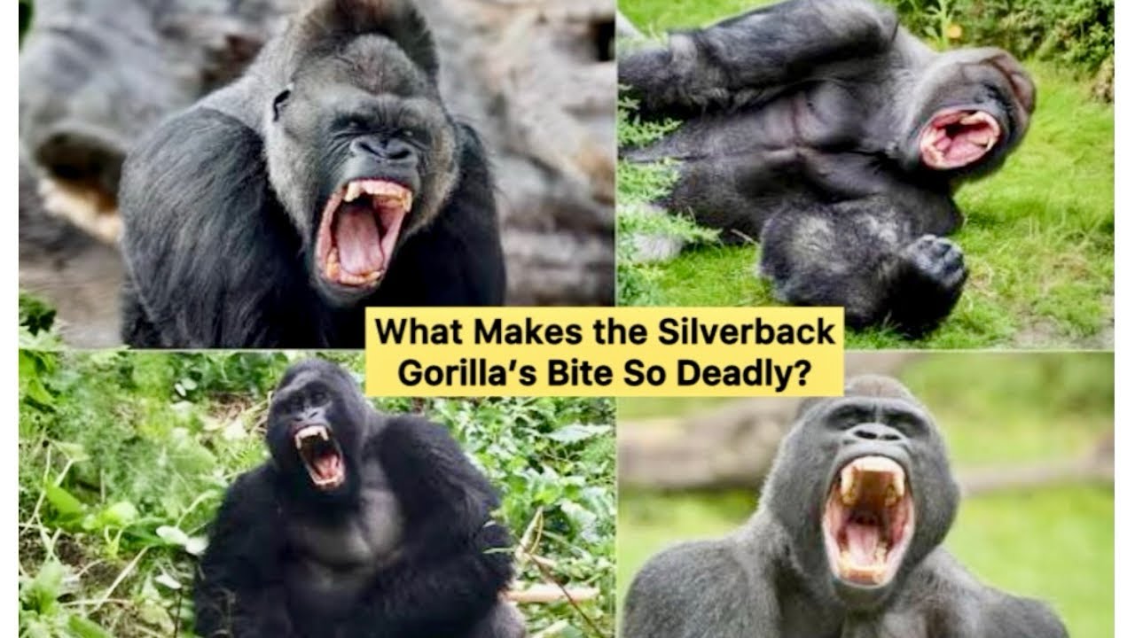 What Makes the Silverback Gorilla’s Bite So Deadly? ||#didyouknow #silverbackgorilla #animals 
