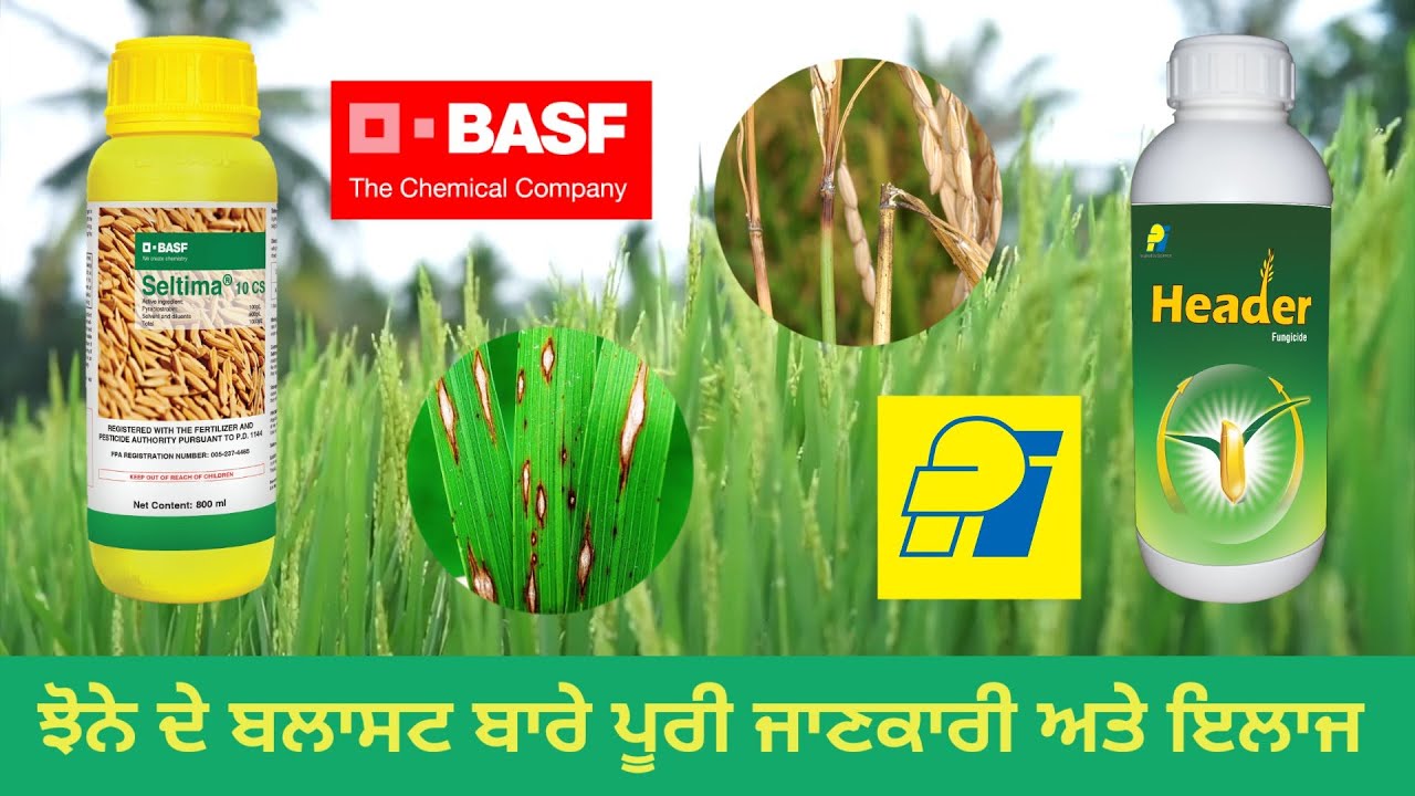 seltima basf fungicide | Pi header | Fungicide | rice blast | neck blast | pyraclostrobin 10%