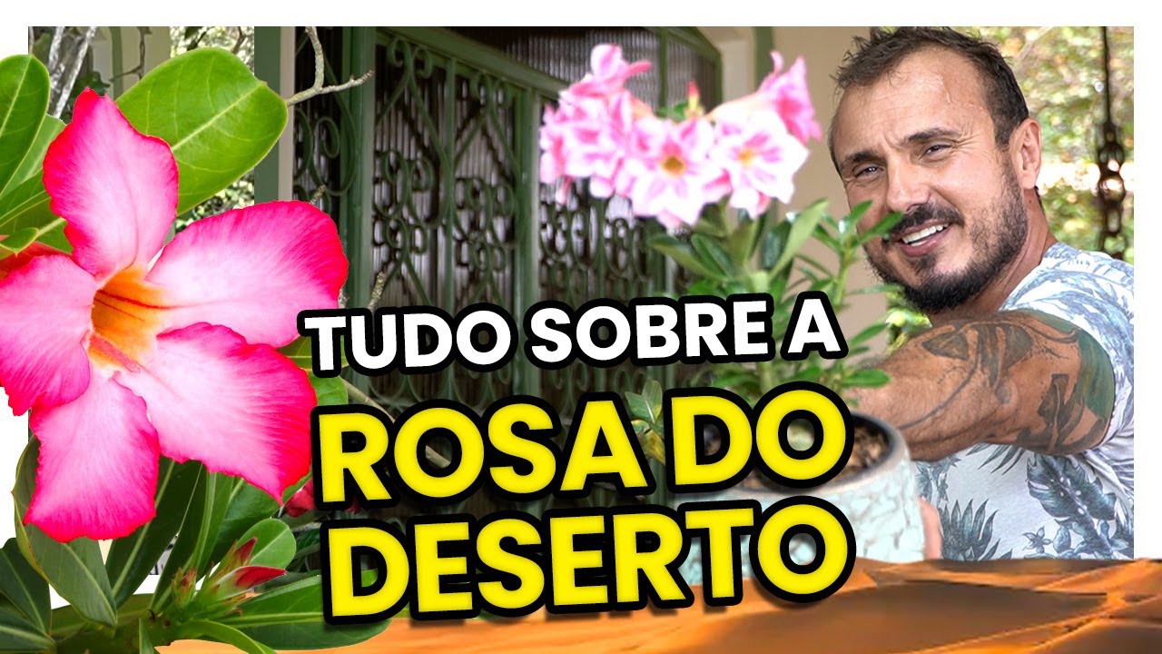 TUDO sobre a ROSA do DESERTO: Saiba como cuidar e replantar