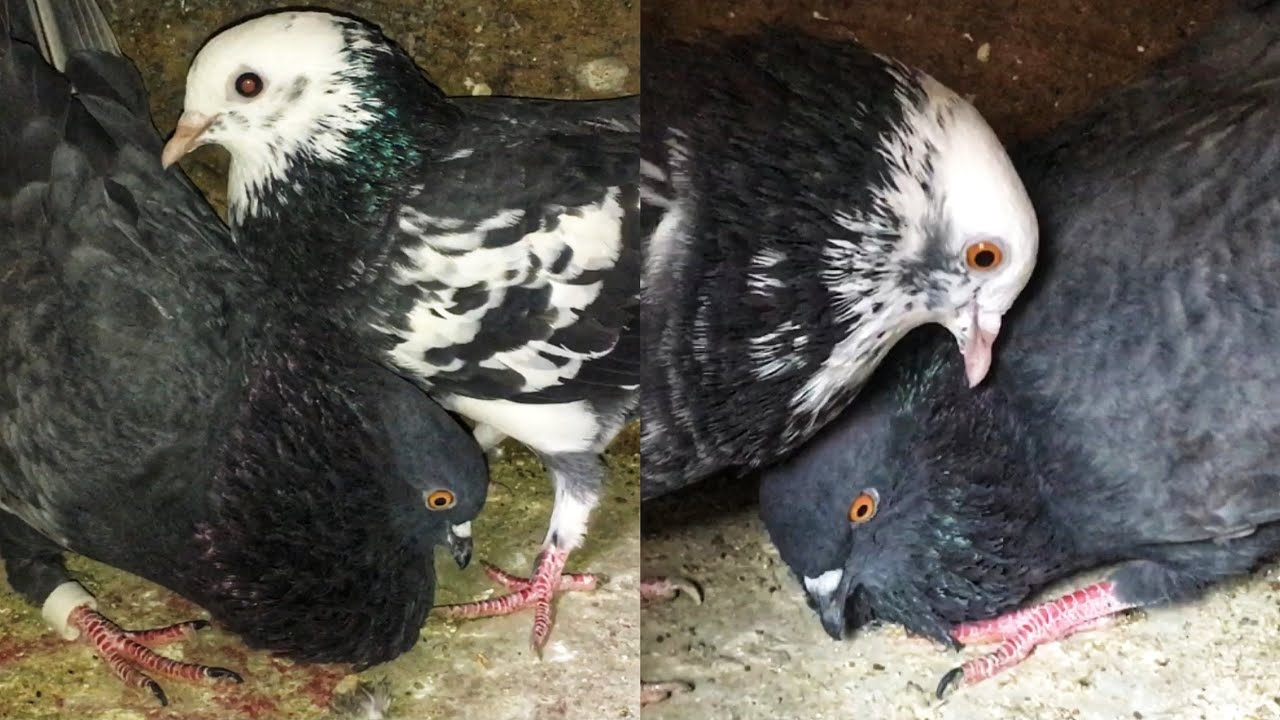 Male Pigeon Calling Female Pigeon || Pigeon Crying Cooing Sound || Black Pigeon