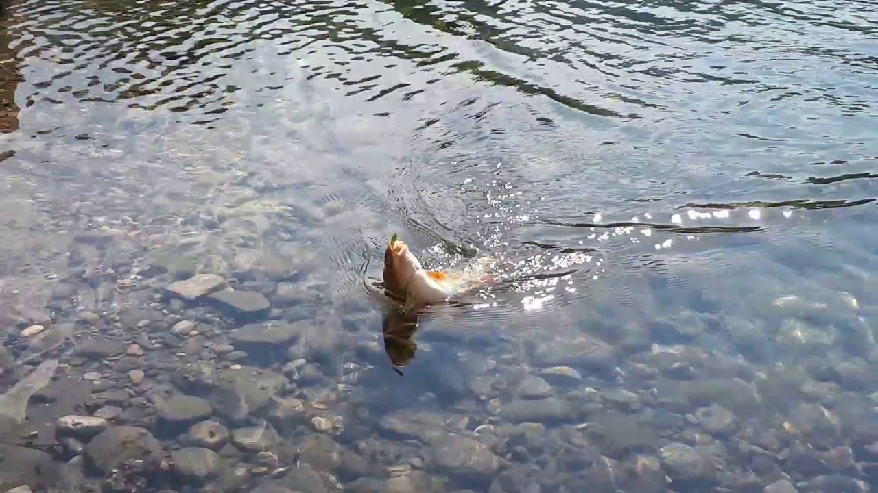Pecanje Skobalja na Drini