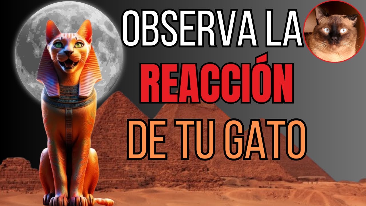 🔊SONIDO con el que ADORABAN a los GATOS en el ANTIGUO EGIPTO 🐱✨