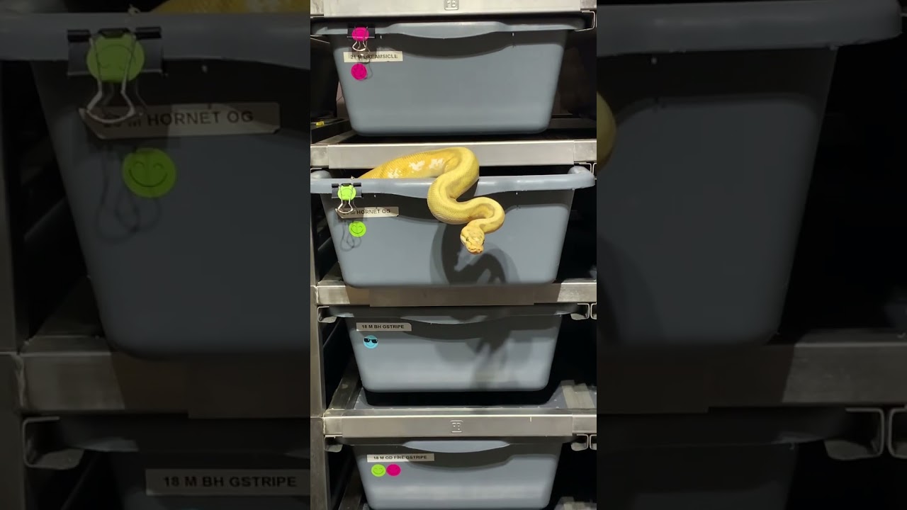 Ball Python Keeper Problems lol #ballpython #freedombreeder #snake #snakes