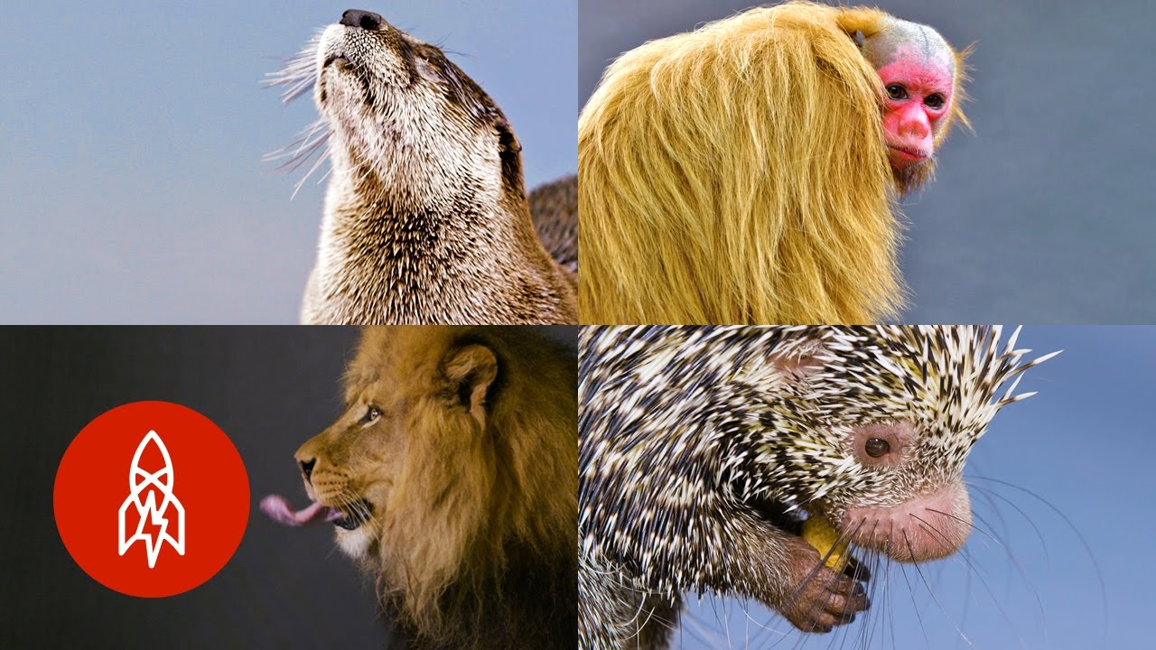 These Adorable Animals are Fighting Extinction
