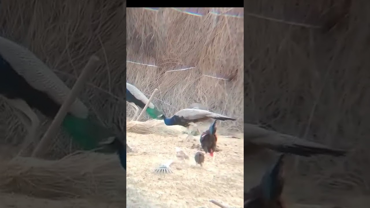 #peacock #shooting #thar_tv #desert #shorts #tharparkar #pakistani