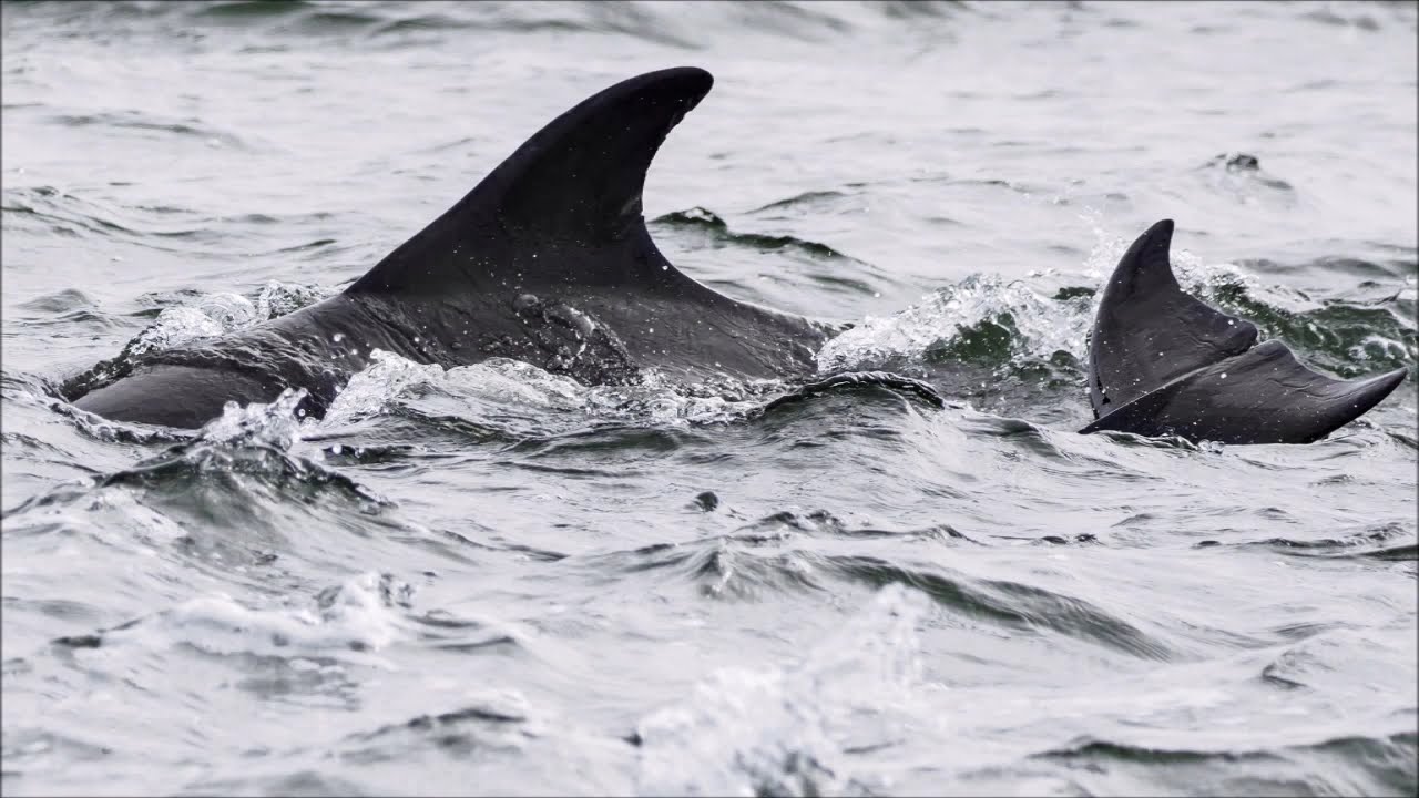 Adopt a dolphin update May 2021 | Whale and Dolphin Conservation