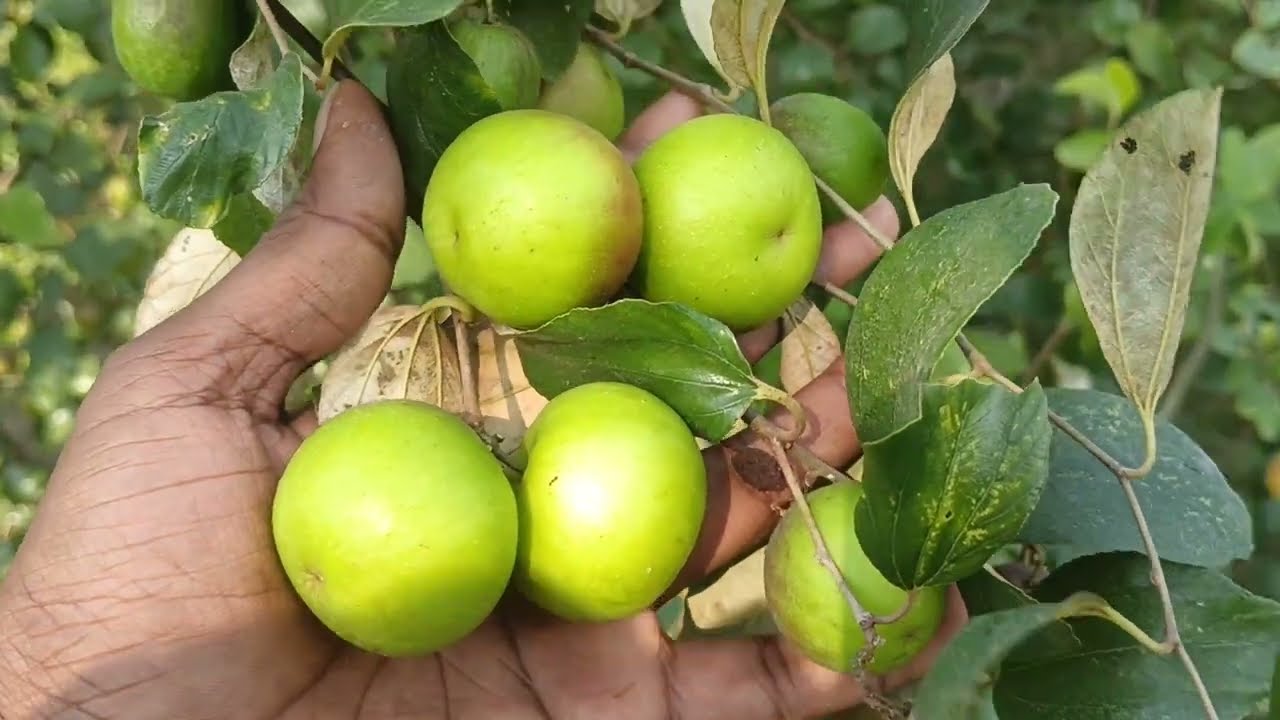 মিষ্টি তে ভরপুর সাধে ভরা বড়ই বল সুন্দরী বড়ই চাষ করে লাভবান হওয়া সম্ভব বড়ই চাষে খরচা কম লাভ বেশি