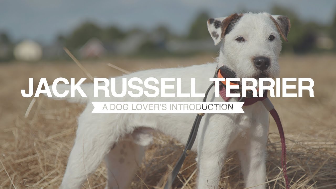 JACK RUSSELL TERRIER A DOG LOVER'S INTRODUCTION