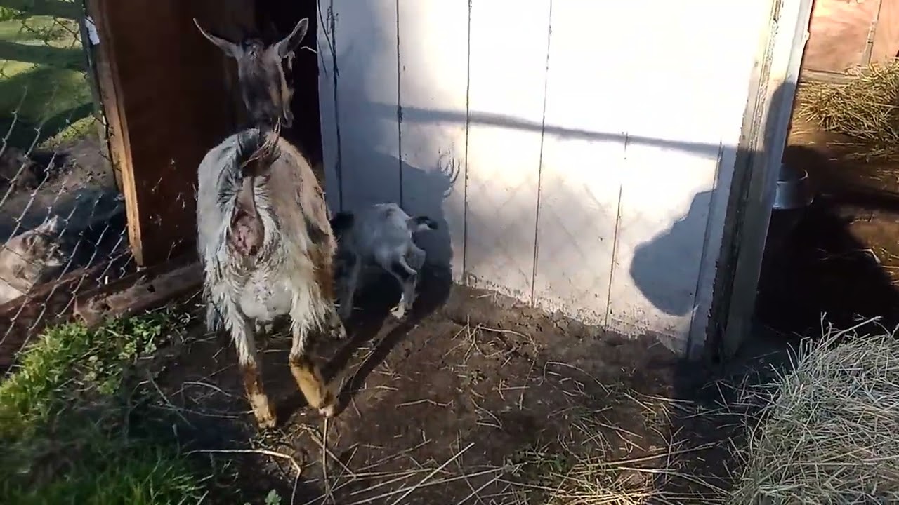 New Baby Arapawa Goat's Names 