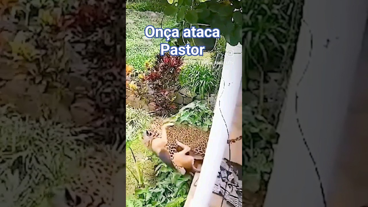 on&ccedil;a ataca Pastor Alem&atilde;o #animals #nature #africa #amazonia #biology #once #shorts