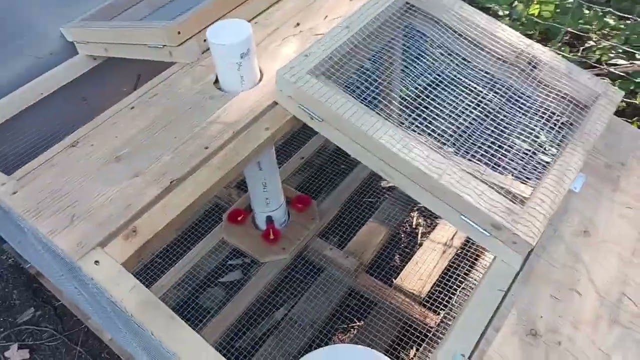 Quail cage setups