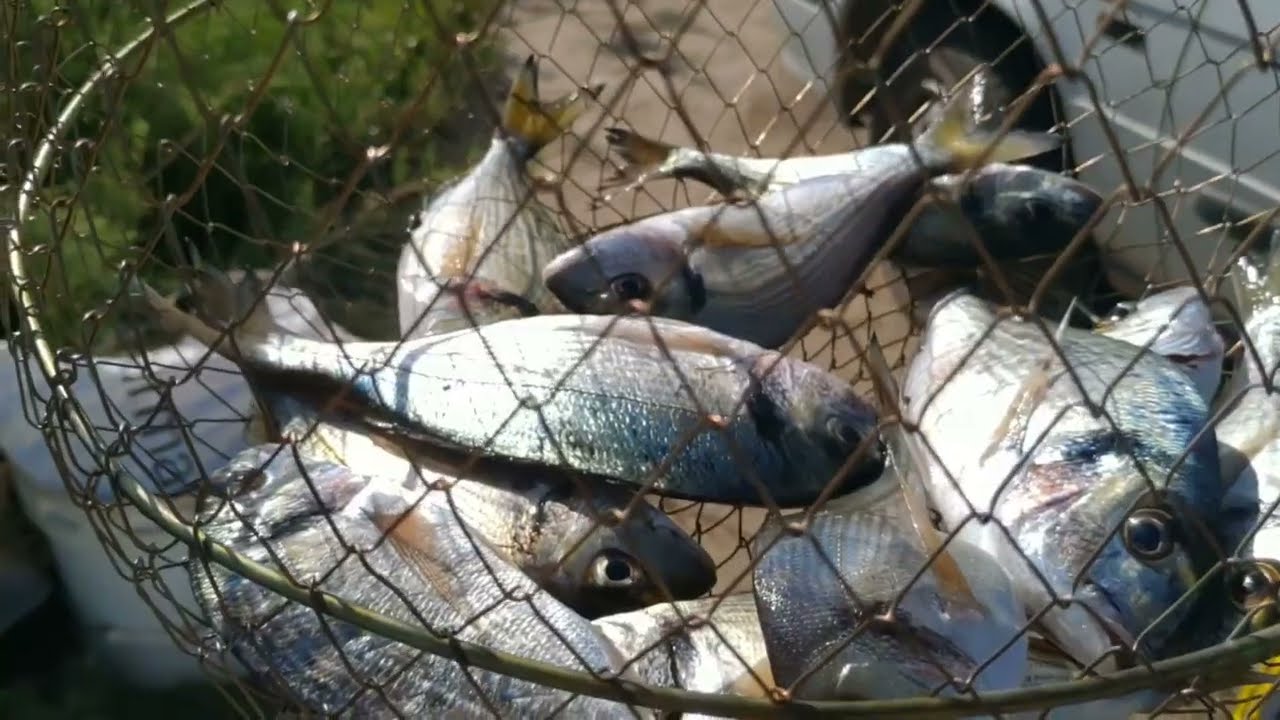 Menderes Nehri & Ege Denizi Balık Tutmak