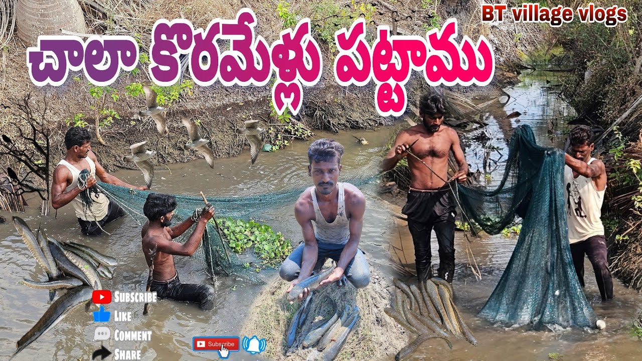 చాలా కోరమేళ్లు పట్టాము #penumudi #villagevideos #fishing #cooking #villagevlog #dryfish #rivercrab 