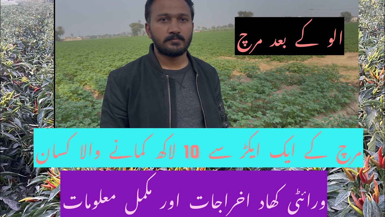 Chilli farming Profit per Acre Cost , Average,rate and all Information