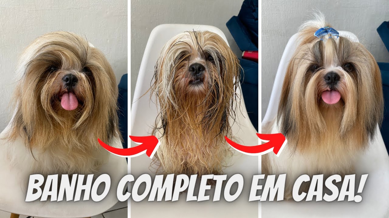 PASSO A PASSO DE COMO FAZEMOS HIDRATAÇÃO NOS SHIHTZUS