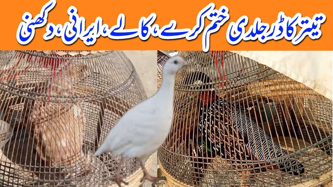 teetar ka dar khatam karne ka tarika | teetar ka dar kaise khatam kare تیتر کا ڈر ختم کرنے کا طریقہ
