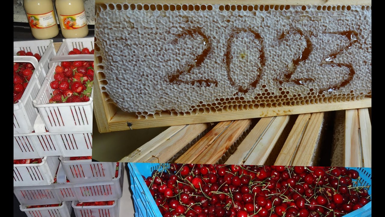 2 miodobranie i szpakobranie