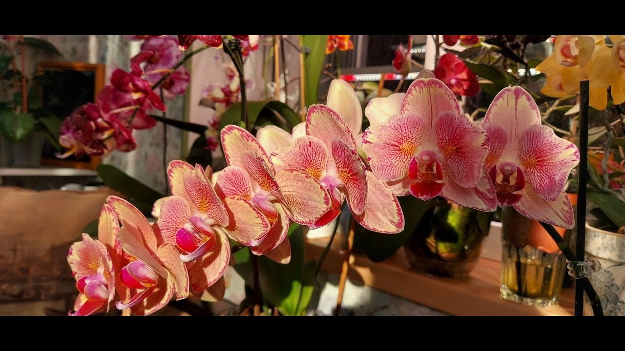 КВІТНЕВЕ КВІТУВАННЯ МОЇХ КРАСУНЬ!💐