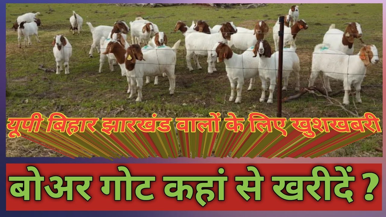 यूपी बिहार झारखंड उड़ीसा बंगाल बोअर गोट लेना हुआ आसान,UP Bihar Jharkhand purchase Boer Goat