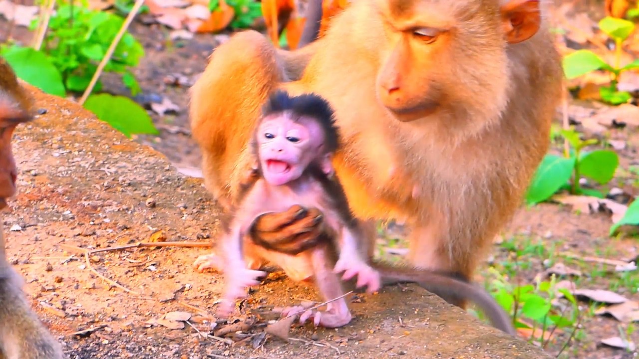 Monkey Susan Forces Discipline on Baby - Heartbreaking Cries