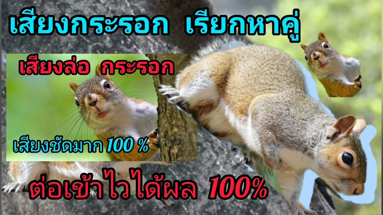 เสียงกระรอก เสียงต่อล่อ กระรอก ได้ผล1000000%
