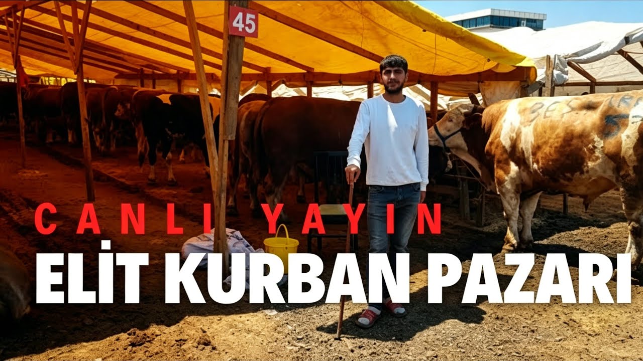 Elit Kurban Pazarı | 2025 Kurbanlık Fiyatları