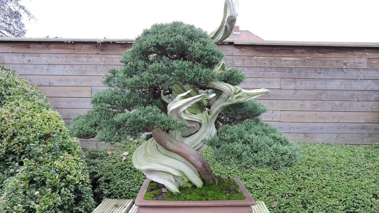 Jean-Paul Polmans Bonsai Garden 2017