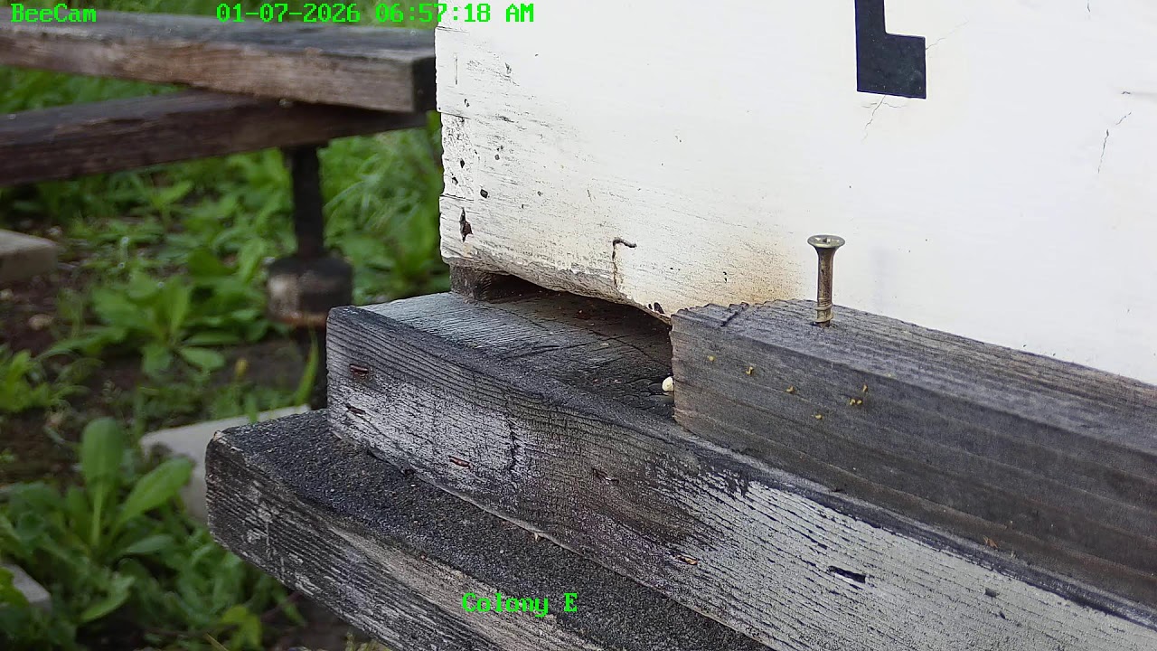 Swarm Cam at Painted Peacock Manor
