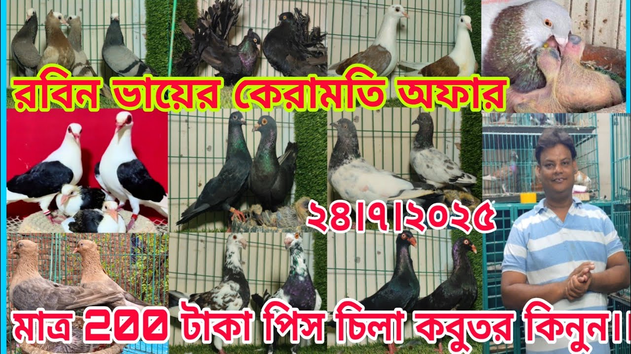 মাত্র ২৫০ টাকা পিস কবুতর কিনুন।। ডিম বাচ্চা সহ কবুতর কিনুন।। সবচেয়ে কম দামে কবুতর কিনুন।। রবিন ভাই
