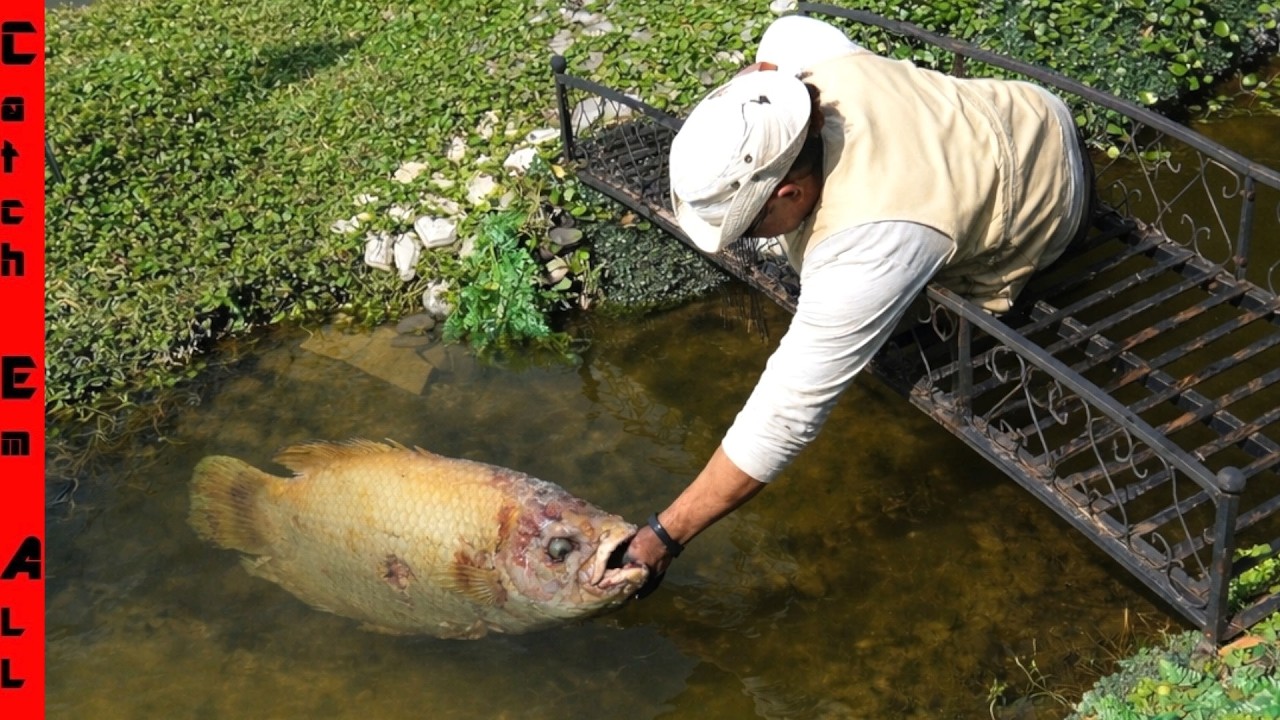 We BROUGHT a ZOMBIE FISH BACK to LIFE! **The FRANKENFISH**