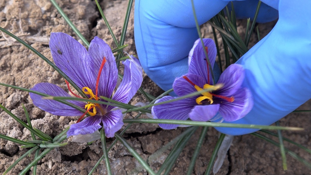 Saffron Production and Processing in New Mexico