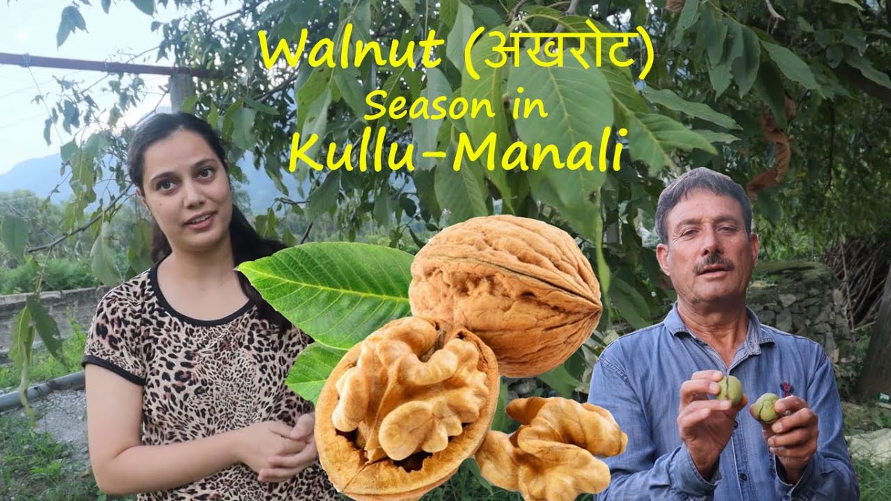 अखरोट का सीजन /walnut harvesting in kullu-manali
