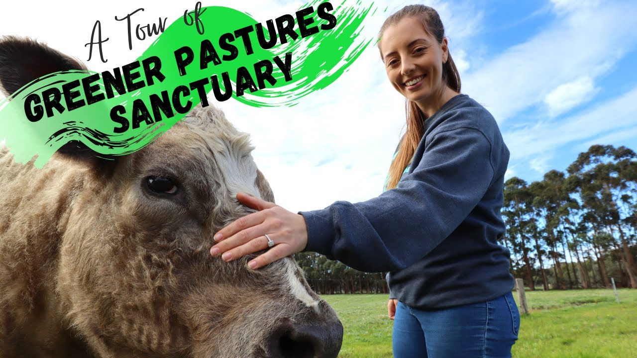 GREENER PASTURES SANCTUARY | RESCUE ANIMALS | Day Tour