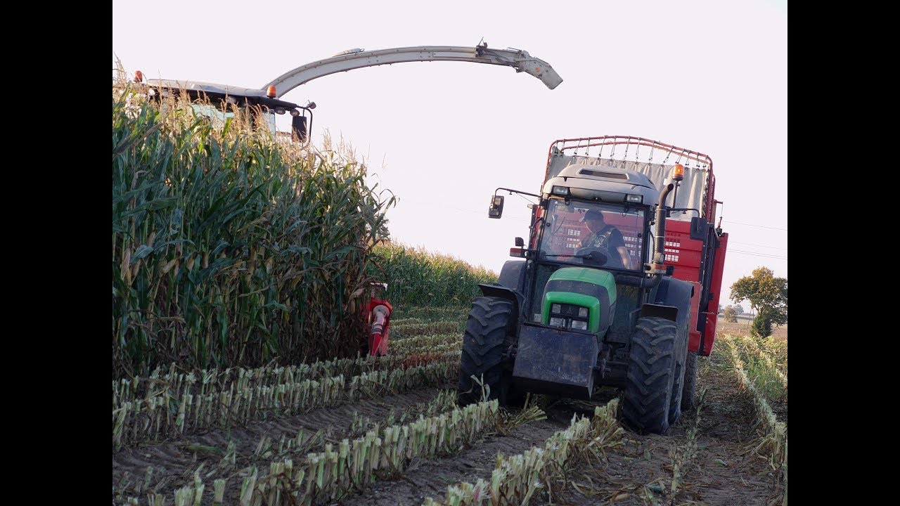 Kukurydza 2017 /valtra/ursus/claas/deutz fahr