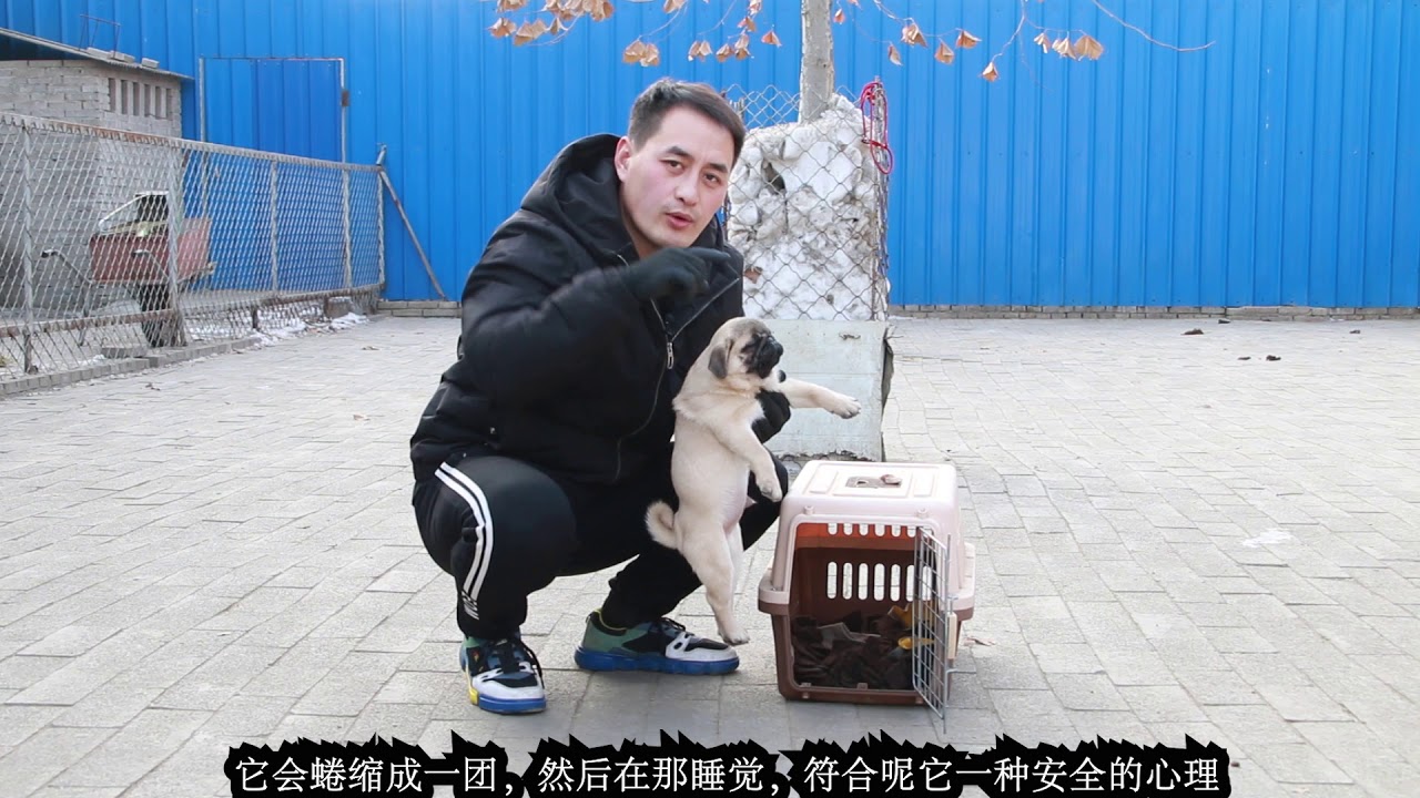 刚到家的狗狗随地大小便，让铲屎官苦恼不堪，养犬小伙给你支个小妙招