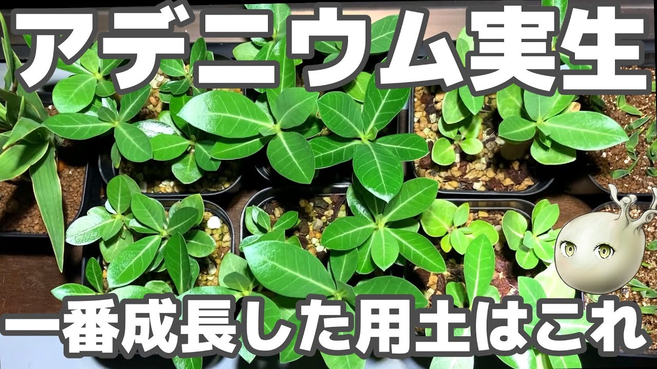 【アデニウム】一番大きくなった用土はこれ！驚きの成長【実生3か月の育て方】