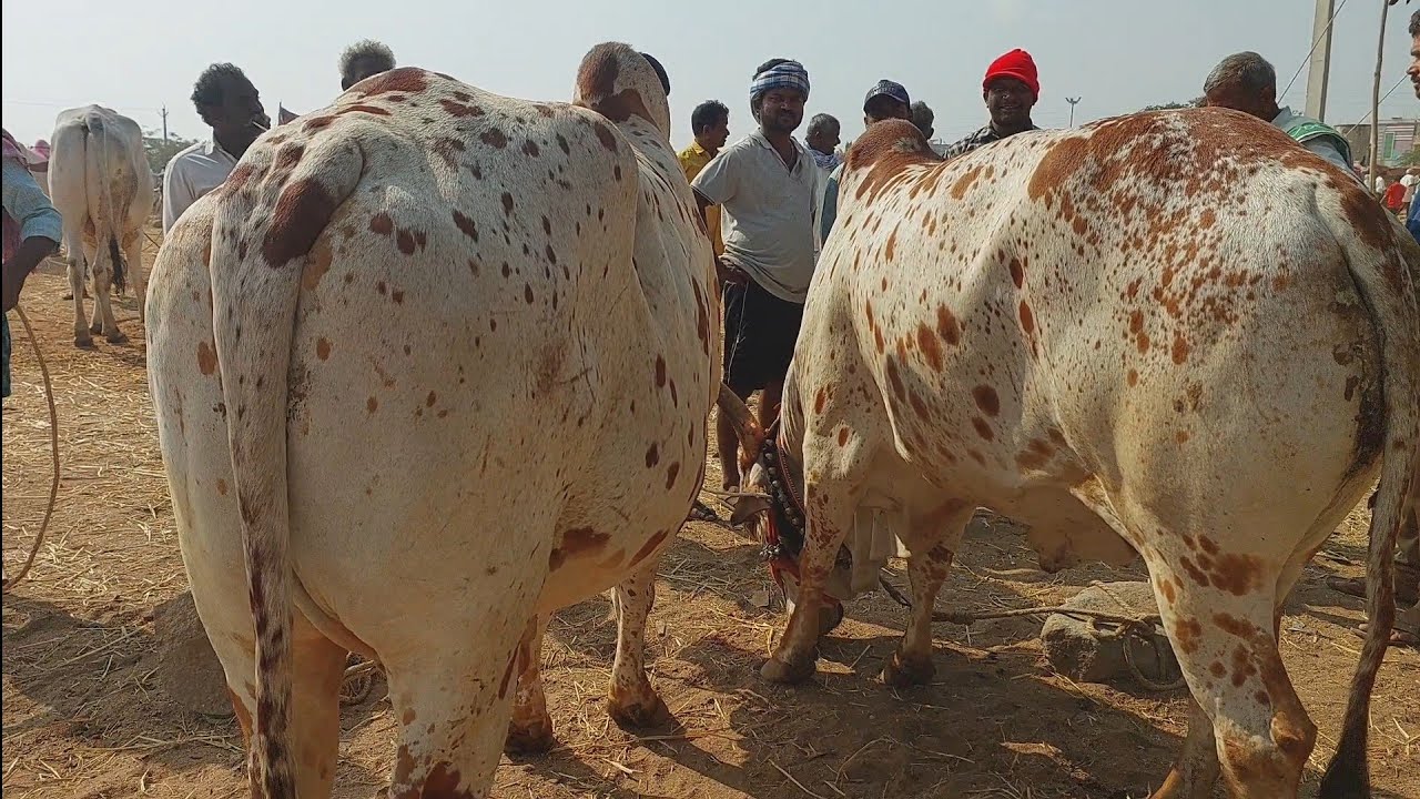 Turpu Breed Bulls in Telangana cattle market | Oxen prices | Bulls videos &lrm;@purnafarms&nbsp;