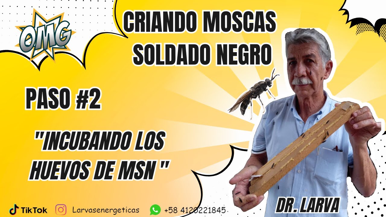 Incubando Huevos de Mosca Soldado Negro por Dr. Larva