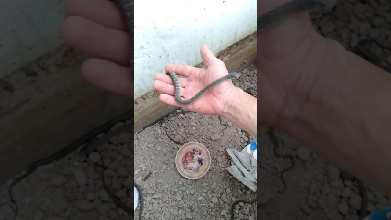 Cách tập cho ăn và duỡng rắn con.