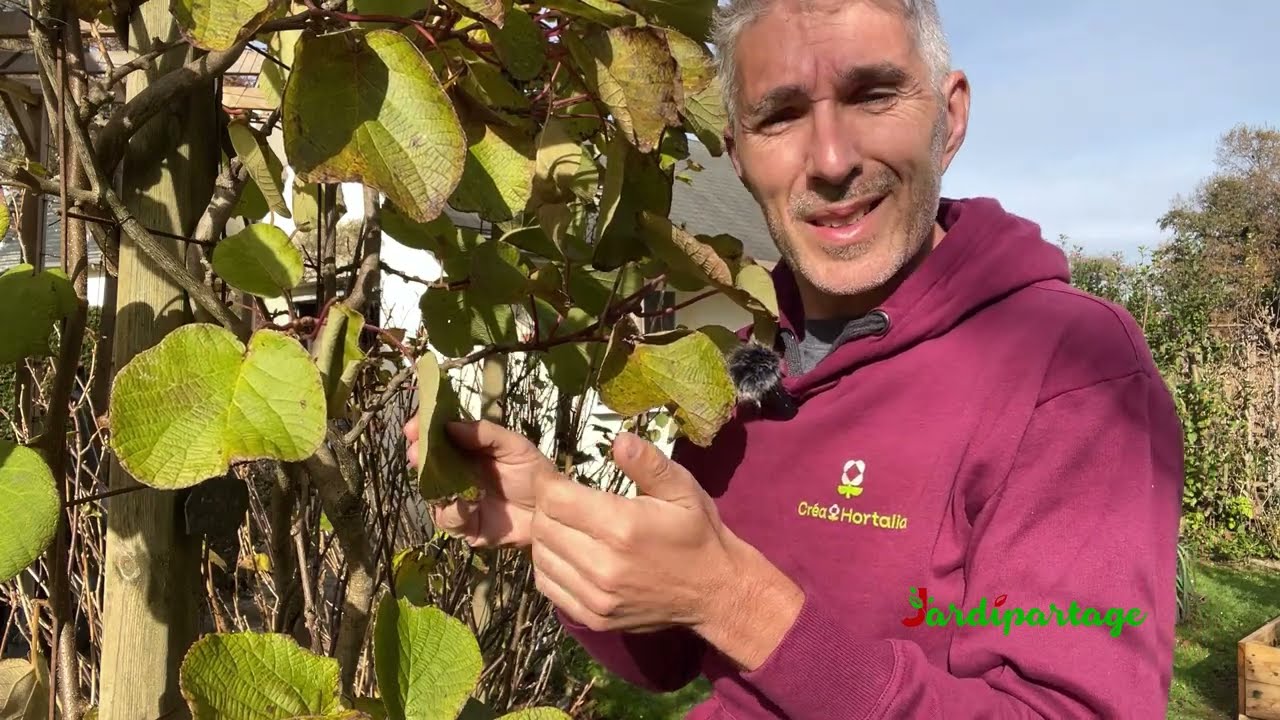 Comment planter un kiwi (Actinidia) ?
