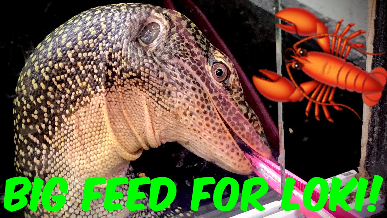 Loki Vs A GIANT yabby! 🦞 Mangrove Monitor Feeding!