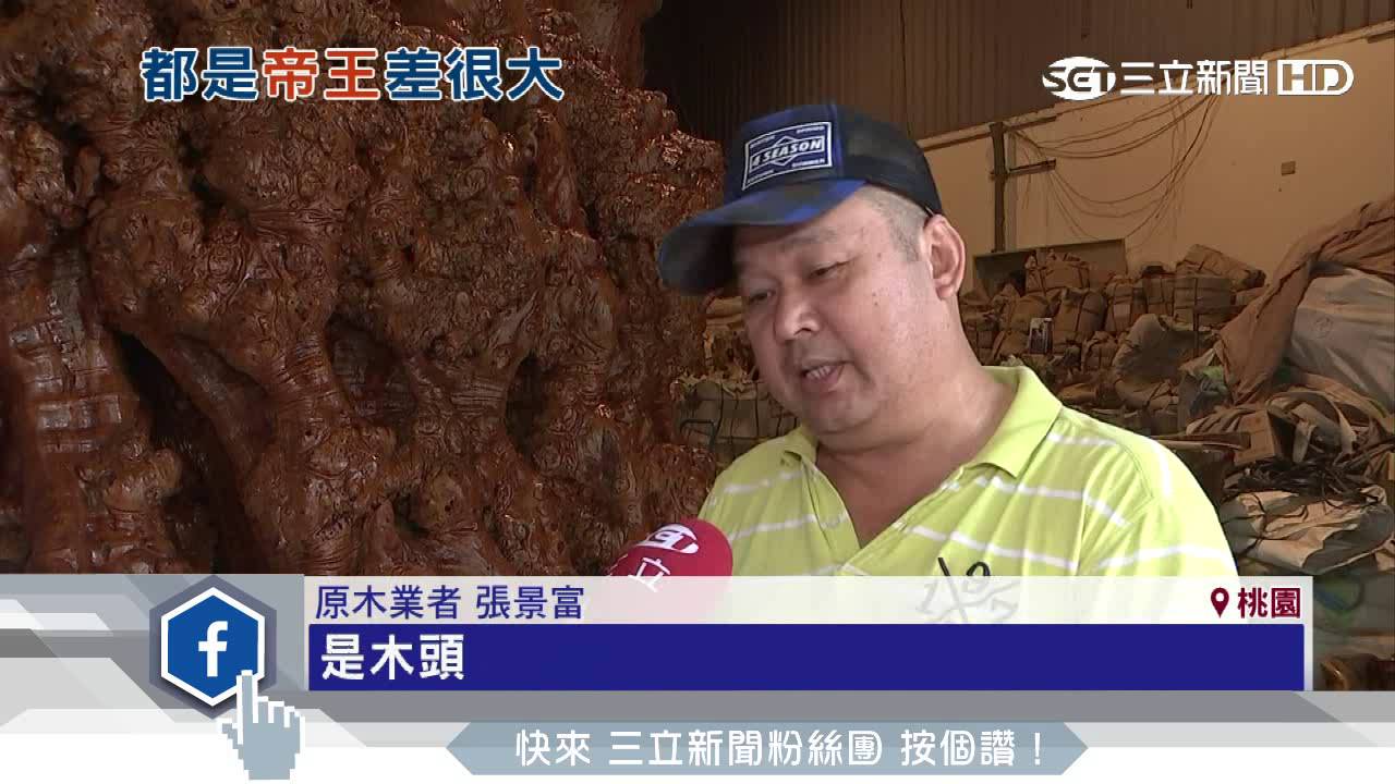 比人還高！海撈「帝王木樹瘤」　號稱國寶級｜三立新聞台