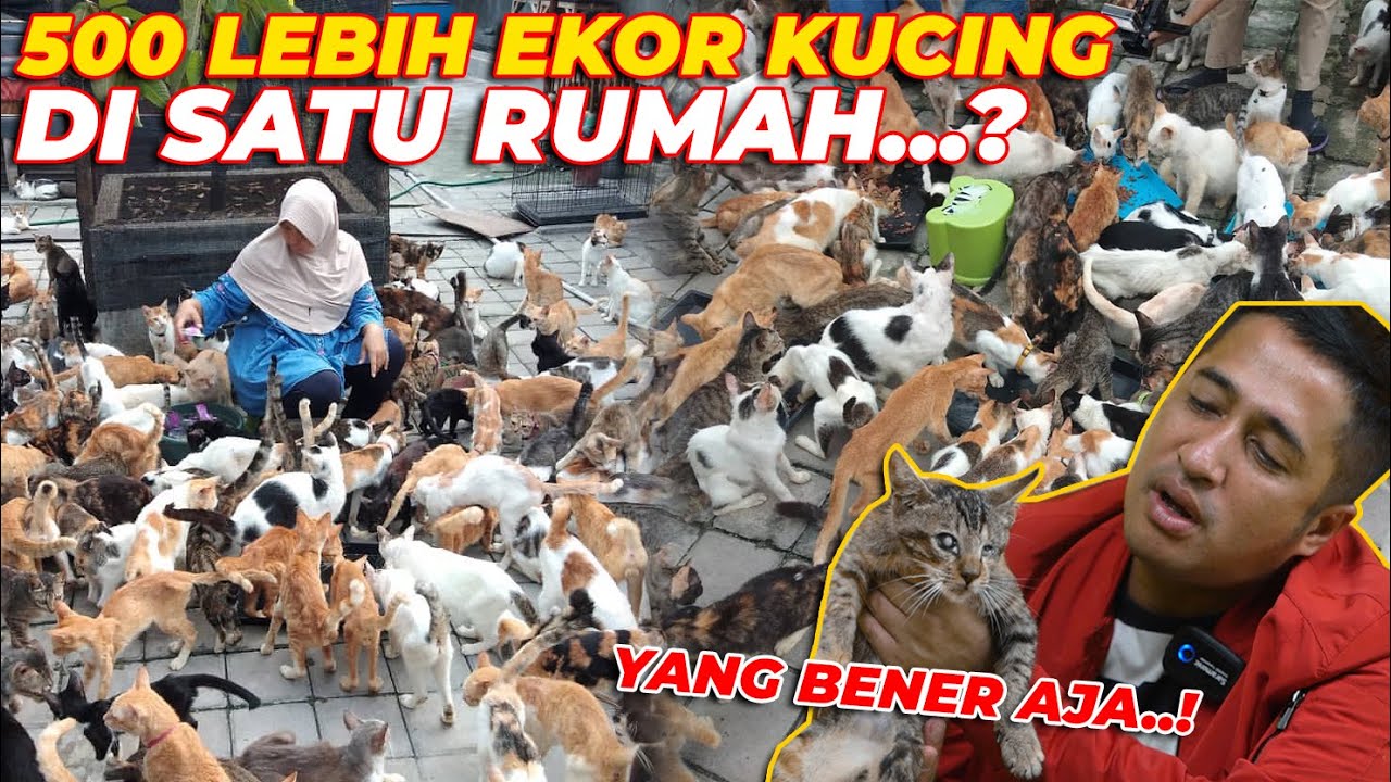 IBU INI KUAT MAMPU MERAWAT 500 LEBIH KUCING..! SEMUA JENIS KUCING ADA DISINI...