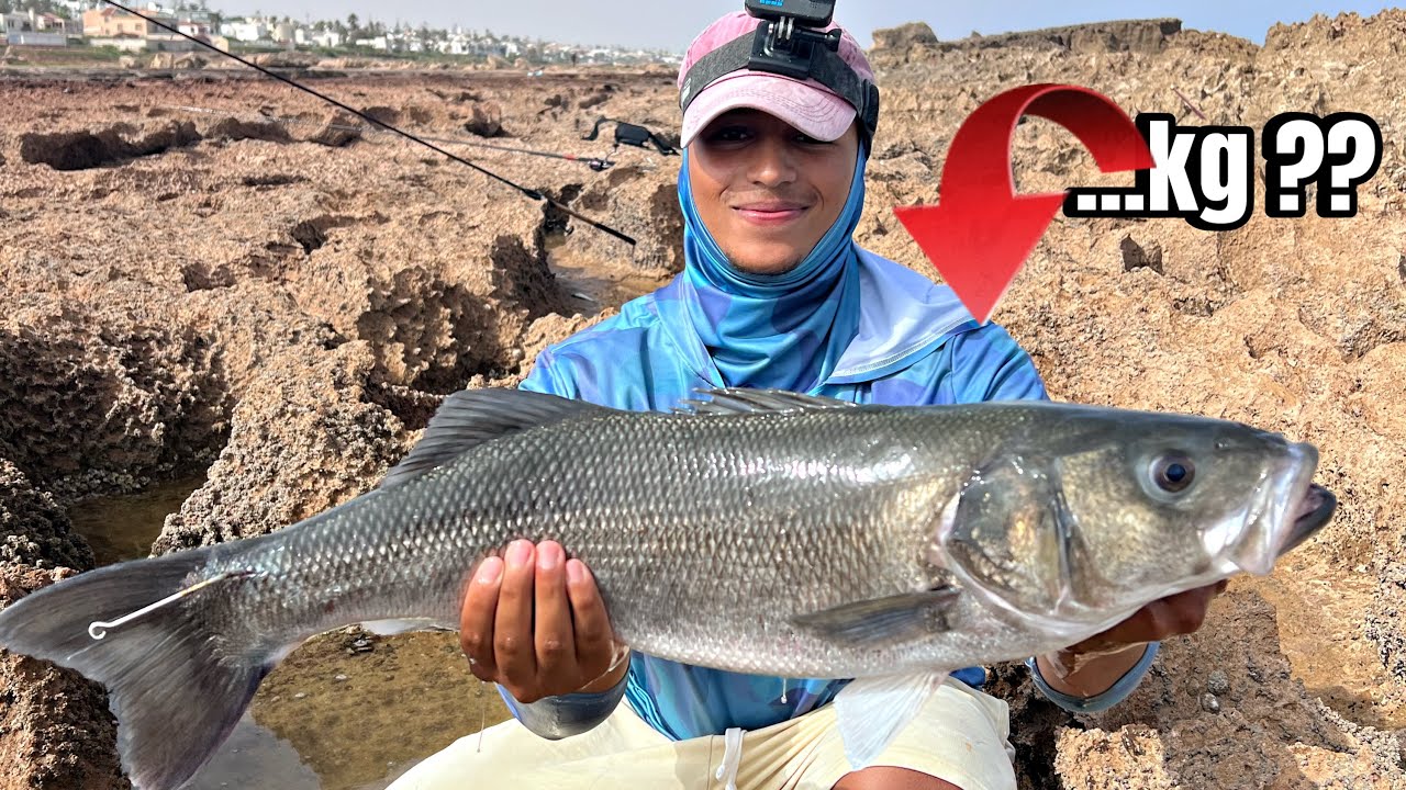 حصيلة لم تكن في الحسبان 🔥 من سمك الدرعي !!! seabass fishing 
