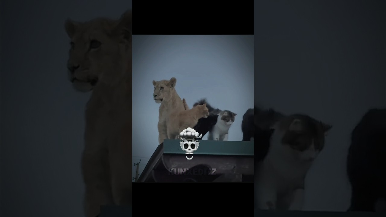 cats are fearless..💀🗿#cat #trollfaceedit#viralvideo #shorts
